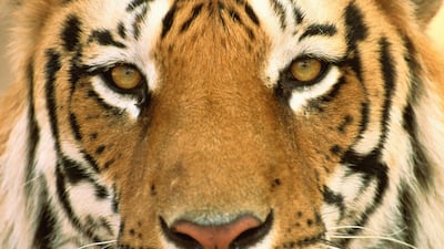 Four Bengal tigers are among the 18 big cats the UAE donated to Pakistan's Lahore Zoo