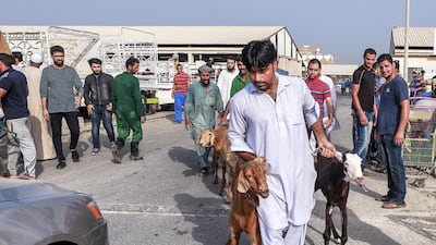 A livestock market worker delivers goats to be processed across the street to Abu Dhabi Municipality's Public Slaughter House.