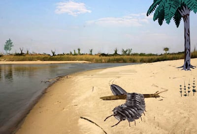 Illustration issued by Cambridge University of the 'Arthropleura'.