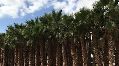 The more than 350 species on-site include olive trees and Washingtonia palms.Courtesy Dubai Parks & Resorts