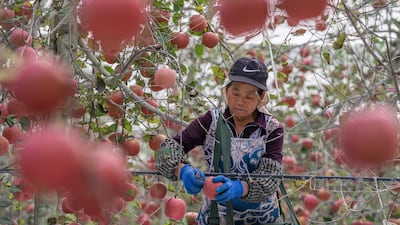 Apple-picking Weining county, Guizhou province, south-western China. AFP