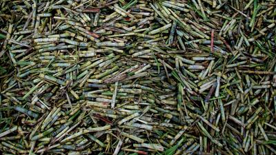 Chopped sugar cane at the entrance of a sugar mill in Cuba. REUTERS