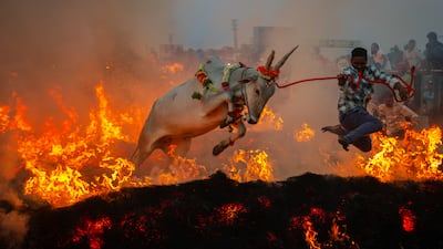 An ox leaps over burning haystacks as part of a Kichchu Haisodu ritual in Siddalingapura village, in India's southern state of Karnataka. Getty Images