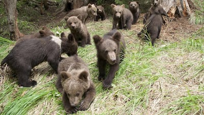 Bear cubs pictured in Hasmas mountains at a bear cub rehabilitation centre. Leonardo Bereczky/AFP Photo