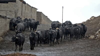'Every day, there are between 20 and 25 cases in the village', said Roumi, 26, from his farm in the village of Badush near Mosul