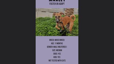 Marley, 11 months, male.