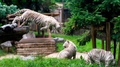 White tiger cubs - which were born in February - play in an enclosure at Amneville Zoo in Amneville, eastern France. Jean-Christophe Verhaegen / AFP