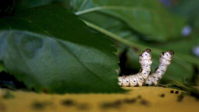 Silkworms munch on piles of locally-grown mulberry at the CRA agricultural research unit in Padua. Alessandro Bianchi / Reuters