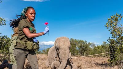 Honourable Mention, People and Nature, Marvin Mwarangu, Kenya. A veterinarian works quickly to diagnose and treat an elephant calf wound.