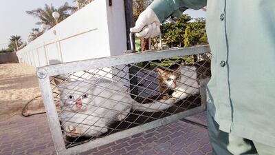 Readers express surprise over mistreatment of cats and other pets. Jaime Puebla / The National