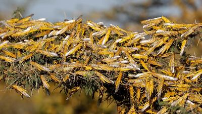 Desert locusts on a tree. Reuters