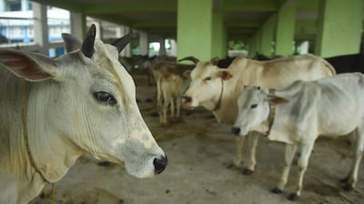 Cows are kept in a shelter ahead of the expected landfall of cyclone Amphan Midnapore, West Bengal. AFP