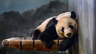 Giant panda Bei Bei rests at the Smithsonian's National Zoo in Washington, DC. AFP