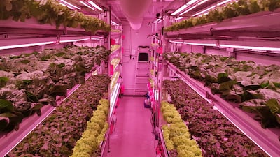 Alesca's vertical smart farm in Masdar City is already operational. Photo: Masdar City