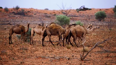 A feral herd of camels in Northern South Australia. Auscape/Universal Images Group via Getty Images
