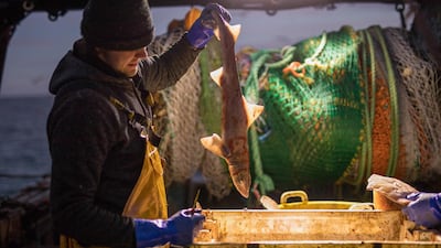 A fisherman processes a freshly caught dogfish while trawling in the English Channel from the Port of Newhaven, UK. Bloomberg