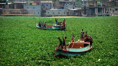 Invasive aquatic plant species, such as water hyacinths, have affected fish numbers in places including Dhaka in Bangladesh and Lake Victoria in Africa. AFP