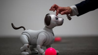 Aibo is cute but doesn't do anything. AFP