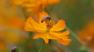 A bee sits on the cosmos flower at the Olympic Park in Seoul, South Korea. Lee Jin-man / AP Photo