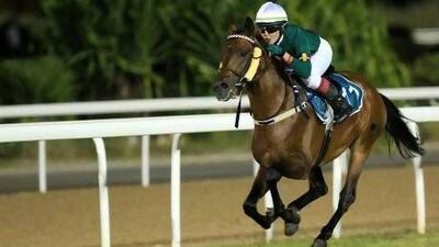 Naseem has proven the class of the juvenile Purebred Arabian field contesting in the UAE this season.