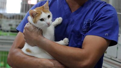 One of the caretakers holds a cat up for adoption at the Cloud 9 Pet Hotel & Care stand. Pawan Singh / The National