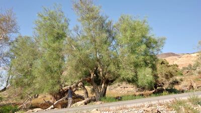 The yusor tree, common to the Gulf, has a variety of uses, the next of which could be helping to fight cancer. Photo: supplied