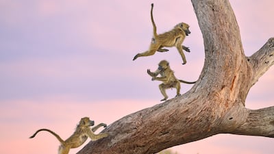 Monkey Circus by Kalin Botev was also Highly Commended. Photo: Kalin Botev / Nikon Comedy Wildlife Awards