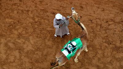 A handler gathers the camel Al Marmoom Heritage Festival.