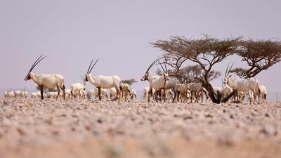 They inhabit deserts and arid plains where temperatures can reach highs of 50ºC in the summer. AFP