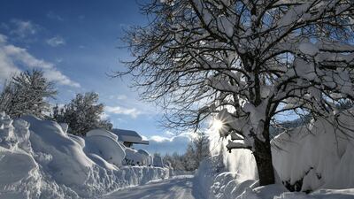 Snow falls from a tree in Gerold. EPA