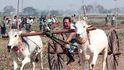 A man rides on an ox cart during a competition at Nay Young Pya Inn Pagoda, on the outskirts of Naypyitaw, Myanmar. AP