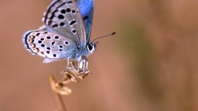 The Sinai Button Blue butterfly