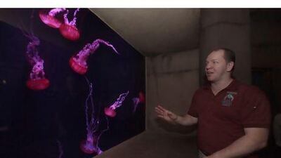 Dennis Blom, manager of Lost Chambers aquarium at Atlantis, The Palm. Jeffrey E Biteng / The National