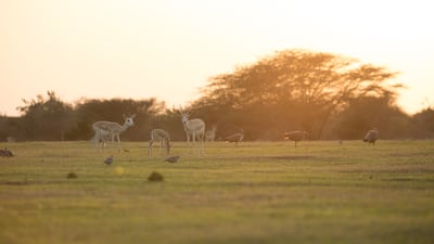 The resolution applies to 'all native and migratory species' in Abu Dhabi. Photo: Environment Agency Abu Dhabi