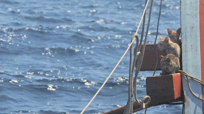 Cats look out from a sinking boat in the Andaman Sea. Reuters