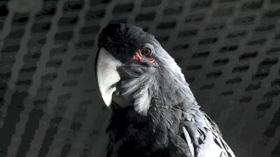 A Palm cockatoo at The Walkabout in The Green Planet, Dubai. Chris Whiteoak / The National