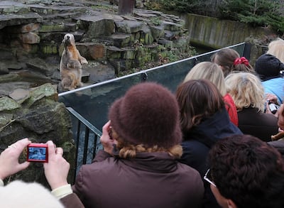 Knut celebrates his second birthday at Berlin Zoo in 2008. Photo: David Crossland