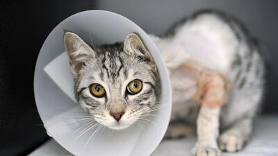 Bob is on the mend after surviving a bout with a car engine fan belt. The cat’s rescuers are now looking for a good home to adopt him. Delores Johnson / The National
