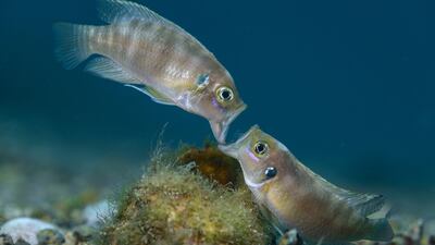 Face Off by Angel Fitor, showing two adult male cichlid fish fighting jaw to jaw over a snail shell in Lake Tanganyika, Africa, won Wildlife Photographer of the Year: Portfolio Award. Angel Fitor / Wildlife Photographer of the Year