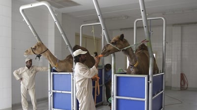 Camel milk is superior in many vitamins and minerals to cow milk, says Alam Gir, head of research and development at the Camelicious farm farm’s laboratories. Kamran Jebreili / AP Photo