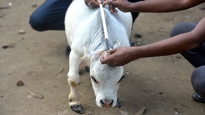 Dwarf cow Rani has her measurements taken for submission to Guinness World Records.