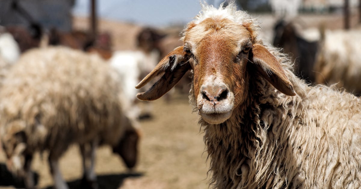 Sheep Kuwait Kuwait seizes drugs smuggled in guts of live sheep | The National