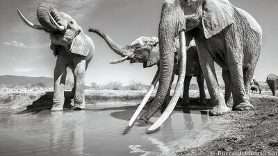 British photographer Will Burrard-Lucas captured rare pictures of big tusker elephants in Kenya. Courtesy Burrard-Lucas Photography