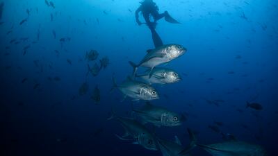 Bigeye trevally fish swim against the current at Wolf Island, in the Galapagos, Ecuador. At this time of year, the Cromwell Current comes from the west and holds the most nutrients. AP