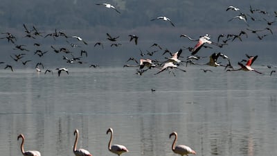 The lagoon plays an important role in absorbing the overflow of water during heavy rains. AFP