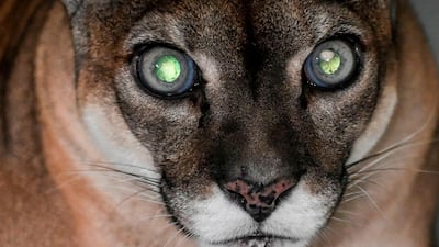 A puma waits for an eye exam at the Santa Fe Zoo in Medellin, Antioquia department, Colombia. AFP