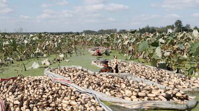 Farmers harvest lotus roots in Huaian, Jiangsu province, eastern China. AFP
