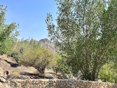 The view from a short mountain trail we found while wandering the property. Jennifer Gnana / The National
