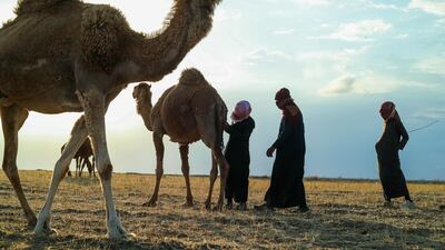 Herders tend camels at a field in Raqqa, Syria. AFP
