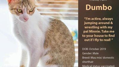 If interested in adopting, contact Red Paw Foundation on Facebook or email contact@redpawfoundation.org.